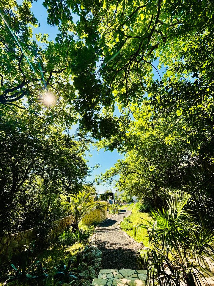 sunlight through the garden canopy above a gravel path