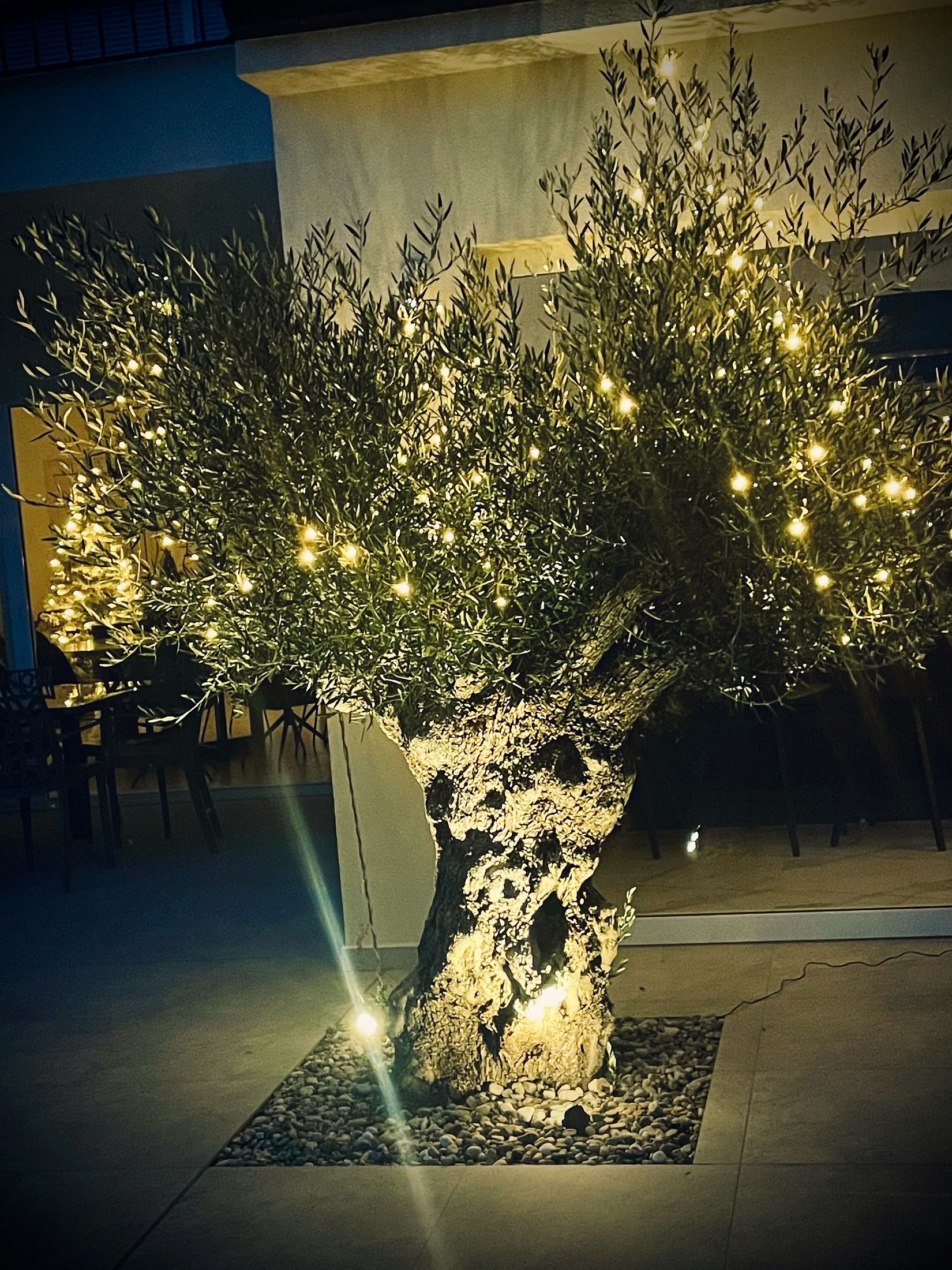 An ancient olive tree lit against the night sky at Villa Green Wave