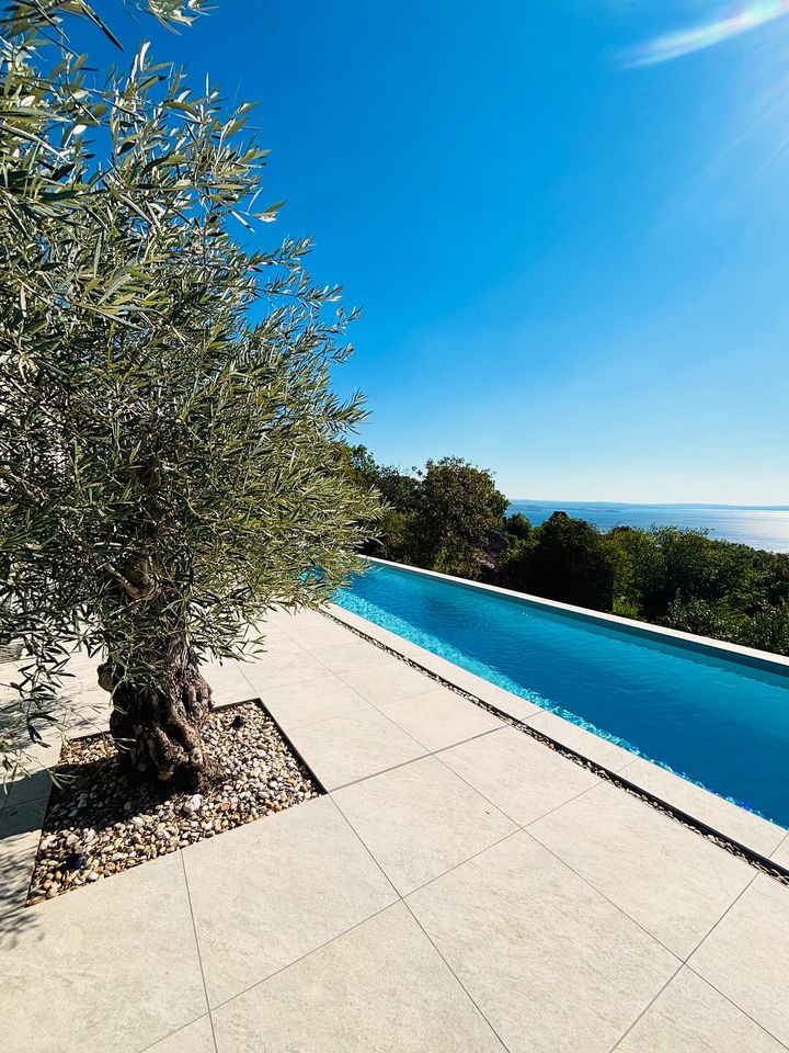 ancient olive beside the infinity pool, the Adriatic beyond