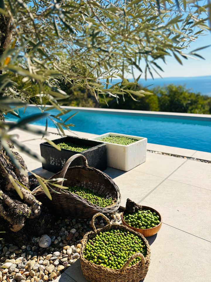 the olive harvest gathered in baskets on the pool terrace