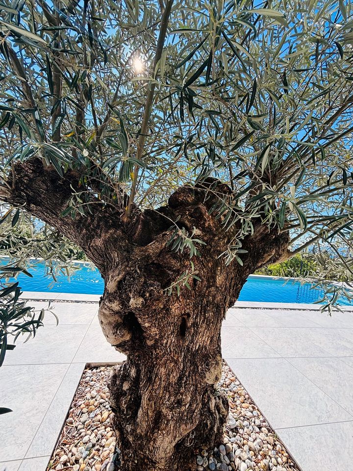 the gnarled trunk of an ancient olive beside the pool