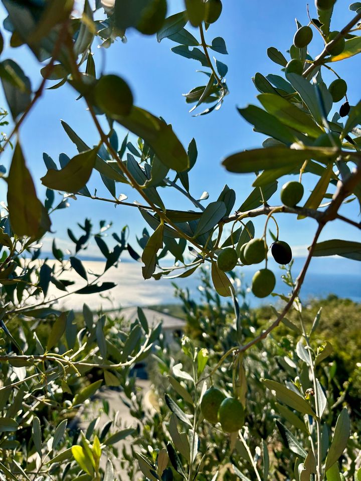 ripening olives on the branch above the sea